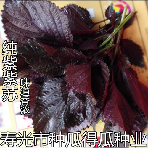 双色纯绿春夏阳台盆栽紫苏种子