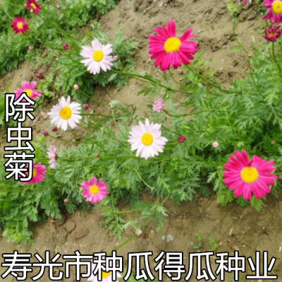 除虫菊驱蚊草四季花卉种子