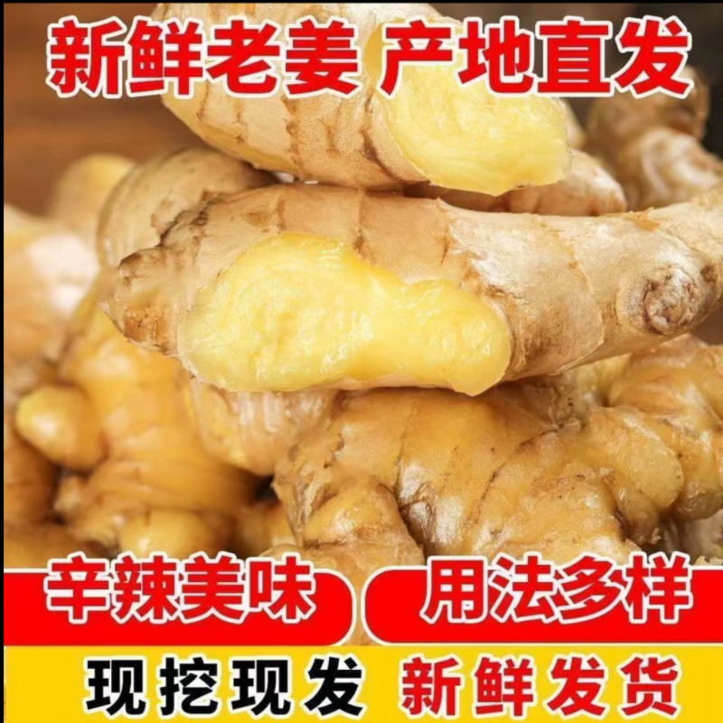 山东老姜批发5斤新鲜生姜现挖大黄姜土姜月子姜农家种植姜块包邮