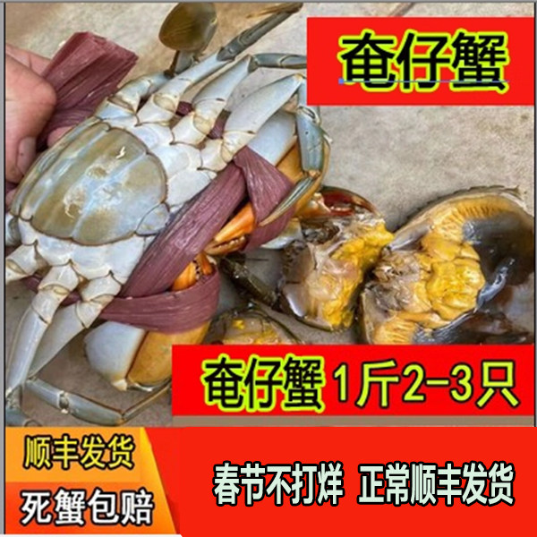 （鲜活奄仔蟹）鲜活活蟹大青蟹和膏蟹野生海蟹（母蟹1斤装）