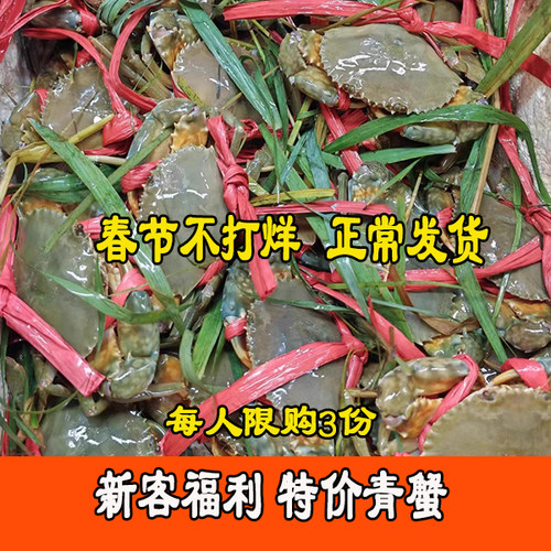 （新鲜大青蟹）活蟹鲜活海螃蟹野生海蟹肉蟹和乐蟹（满2斤包邮）