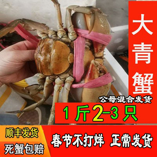 (鲜活奄仔蟹)鲜活活蟹大青蟹和乐蟹野生海蟹(公母蟹1斤装)