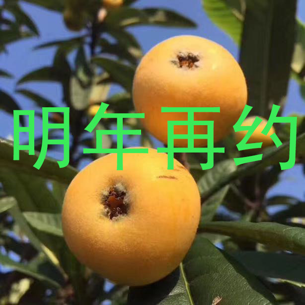 正宗洞庭西山青种枇杷苏州枇杷现摘新鲜枇杷水果顺丰5斤大果