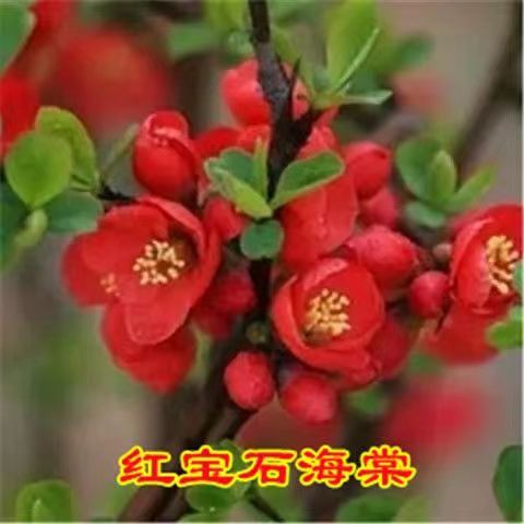 订做【四季开花】四季海棠花盆栽海棠盆景耐寒室内外阳台庭院花卉