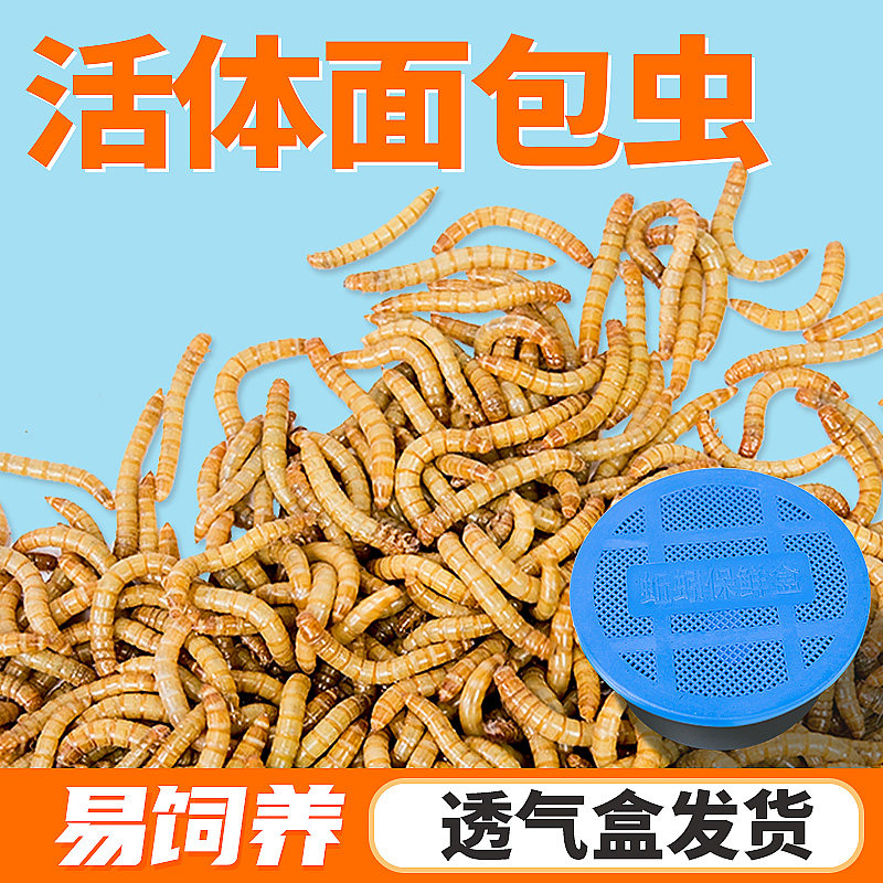 面包虫活体透气小盒养殖箱发货黄粉虫饲蜘蛛蝎子乌龟守宫鸟活饵料