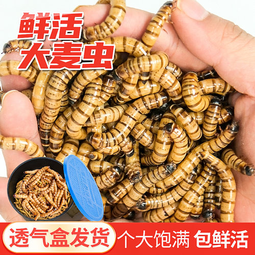 面包活体大麦虫金龙鱼