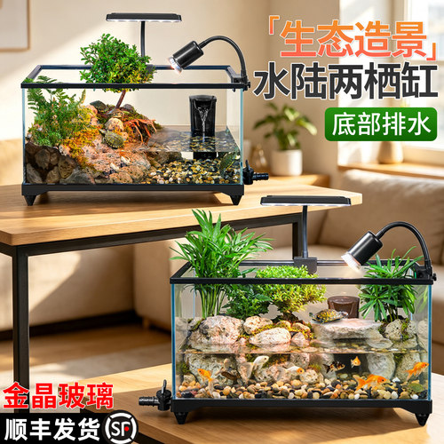 成景发货双灯观赏真绿植可混养