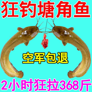 塘角鱼专用诱饵 黄骨鱼野钓用饵 粉末状鱼饵 土塘垂钓材料 溪流与