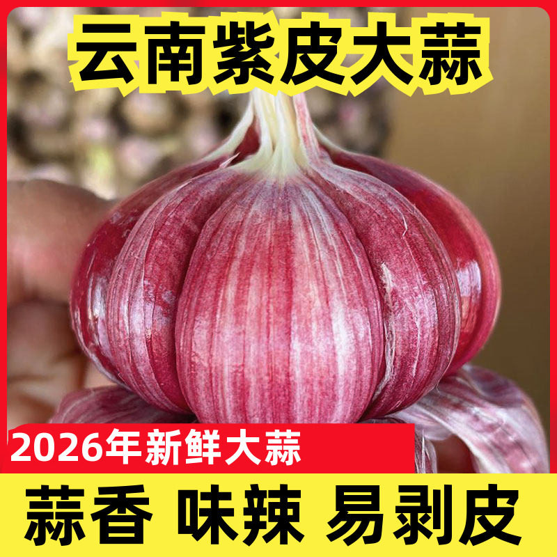 云南大理紫皮蒜2026年新鲜大蒜湿蒜红蒜香红皮蒜子多瓣糖醋蒜5斤