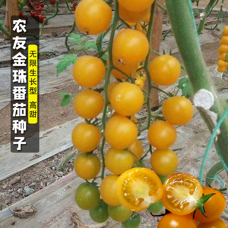 黄色西红柿蔬果番茄种子