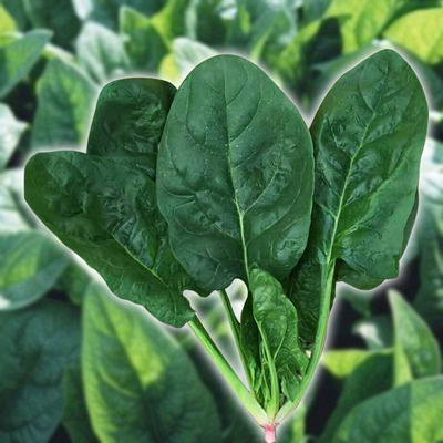 蔬菜耐热四季青大叶菠菜