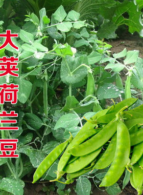 嫩荚荷兰豆种籽大荚剪豆种子豌豆苗豆角四季甜蔬菜种植豌豆种籽孑