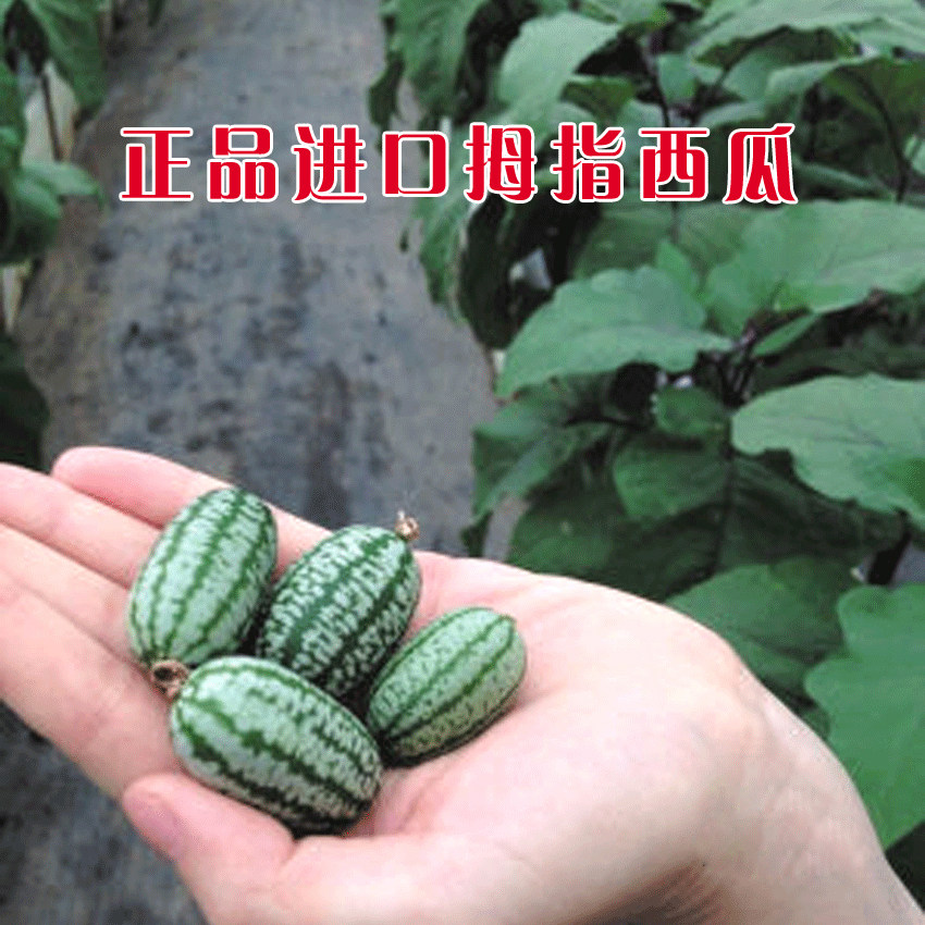 有机拇指迷你可留种蔬菜水果西瓜