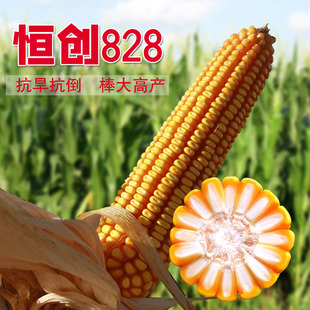高产玉米种子杂交饲料 抗倒大棒郑丹958 抗旱 抗病 春播 大田