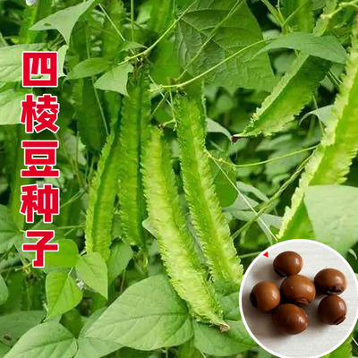 四棱豆种籽 豆角四角皇帝豆种籽四季蔬菜菜籽孑龙豆 四棱豆种子苗
