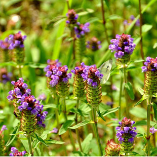 中草药种子种籽 夏枯草种子 庭院阳台盆栽四季播种散装夏枯草籽