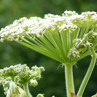 白芷种籽野生植物种籽东北奇花异草植物白芷子祁川白芷春秋播种