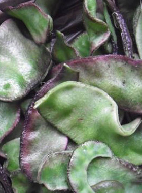 春季种子猪耳朵扁豆种子传统蔬菜种籽豆角种籽高产抗病绿色