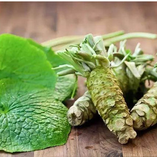 春季种子寿司芥末种子 阳台种菜盆栽庭院种子调味品四季盆栽辣根