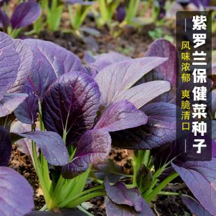 紫油菜种籽小青菜种子红上海青南方菜籽蔬菜孑菜种秋冬季 籽种 四季