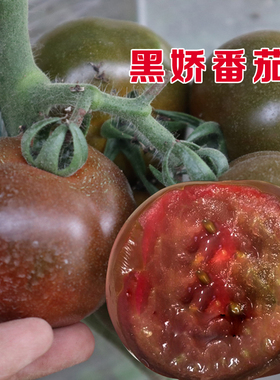 老品种黑番茄种子种籽孑黑色儿时味道阳台盆栽春季春播西红柿蔬菜