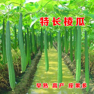 特长嫩棱丝瓜种子菜瓜水瓜角瓜棱角家庭四季春季农家阳台蔬菜种孑