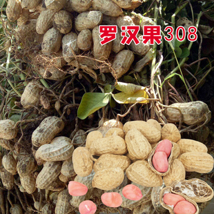 高产花生种子精选罗汉果308 带壳晒干生花生农家粉皮新花生春季