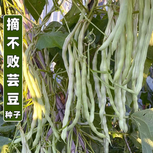 摘不败九粒白不老芸豆种籽高产扁芸豆豆角子早熟打架四季豆蔬菜孑