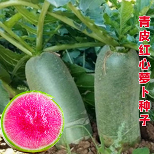 青皮红瓤红心萝卜种孑生吃水果萝卜种子种籽四季夏秋季播脆甜高产