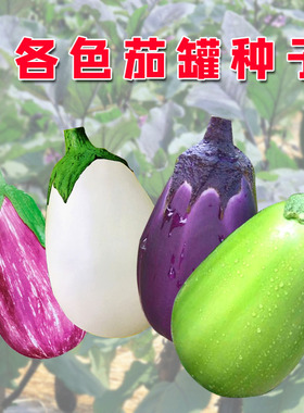 绿罐茄种子紫茄罐黑紫色菜特大圆茄鸡蛋茄子高产四季圆青蔬菜种籽