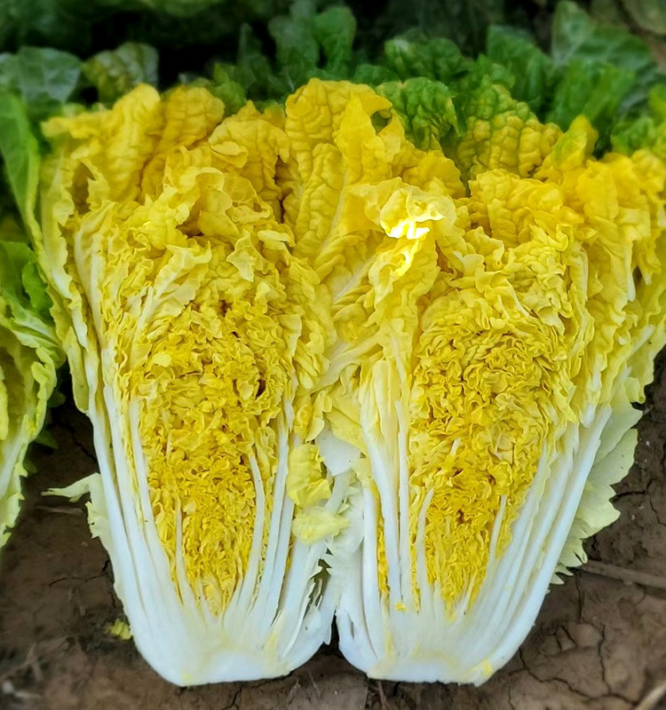 特大鸡蛋黄白菜种子秋季黄心大白菜籽四季快菜籽抗病高产蔬菜种孑