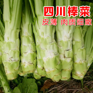 四川薄皮棒菜种子笋子芥青菜芥菜种籽腌制泡菜叶茎可食用秋播蔬菜