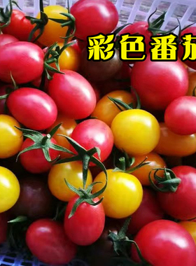 五彩小番茄种子籽多彩圣女果红黄绿紫色多彩番茄小菜园四季蔬菜
