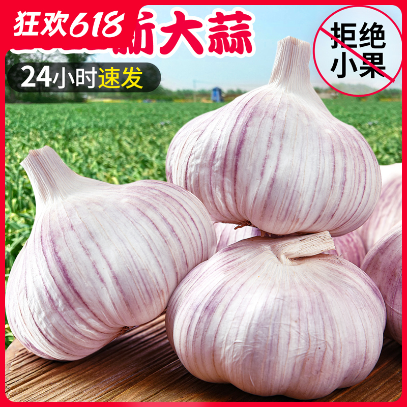 新干蒜5斤种子2022当季蔬菜白皮