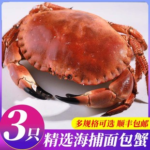 面包蟹黄金蟹鲜活生冻帝王蟹大只冷冻生梭子蟹飞蟹母螃蟹英国进口