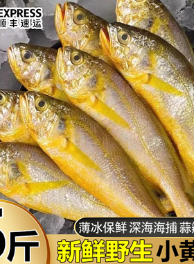黄鱼新鲜冷冻小黄花野生大号冰鲜活冷冻生鲜深海鱼商用整箱黄鱼鲞