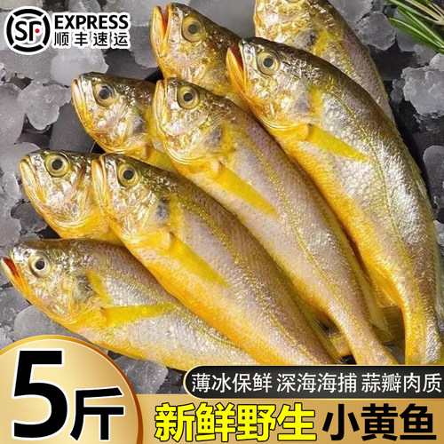 新鲜冷冻小黄鱼野生大号