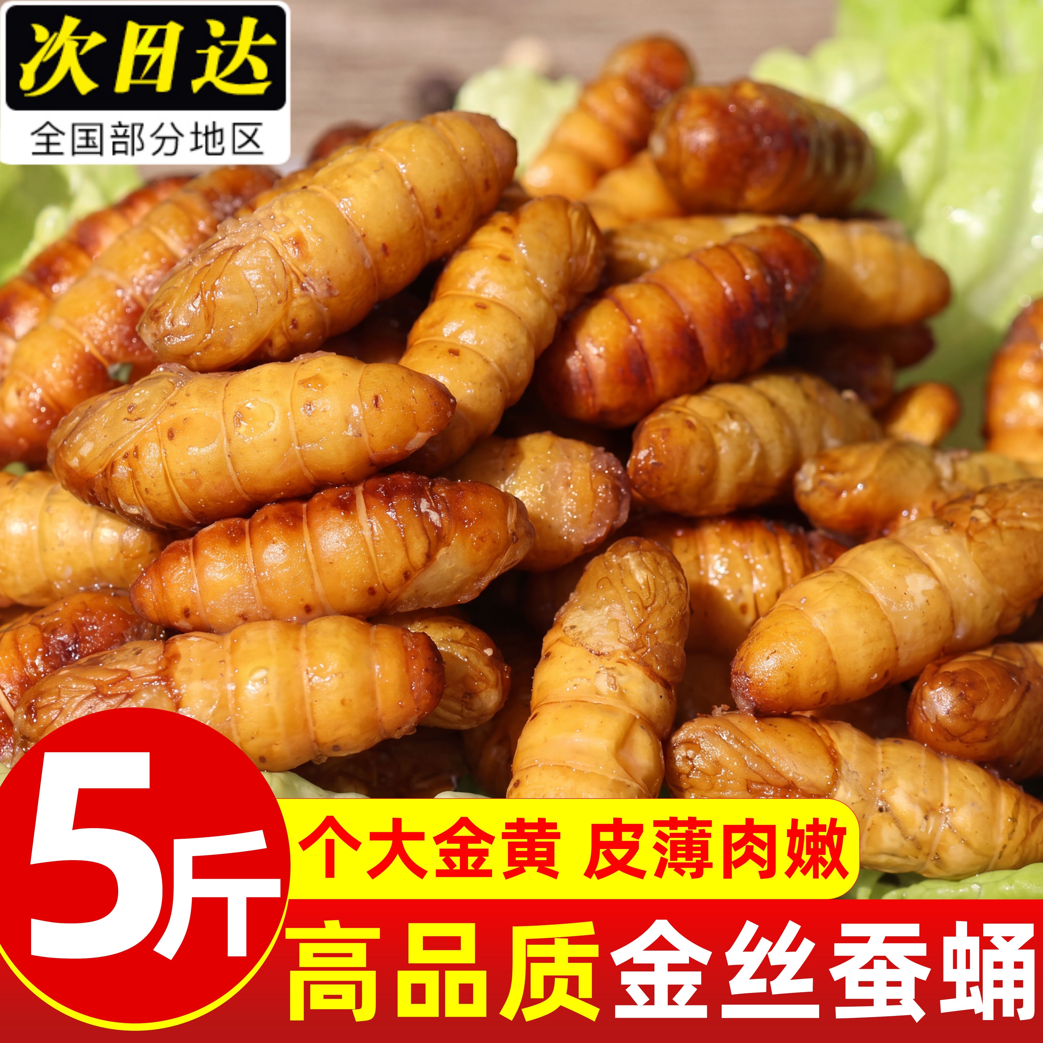 金丝蚕蛹鲜活新鲜冷冻山东特产