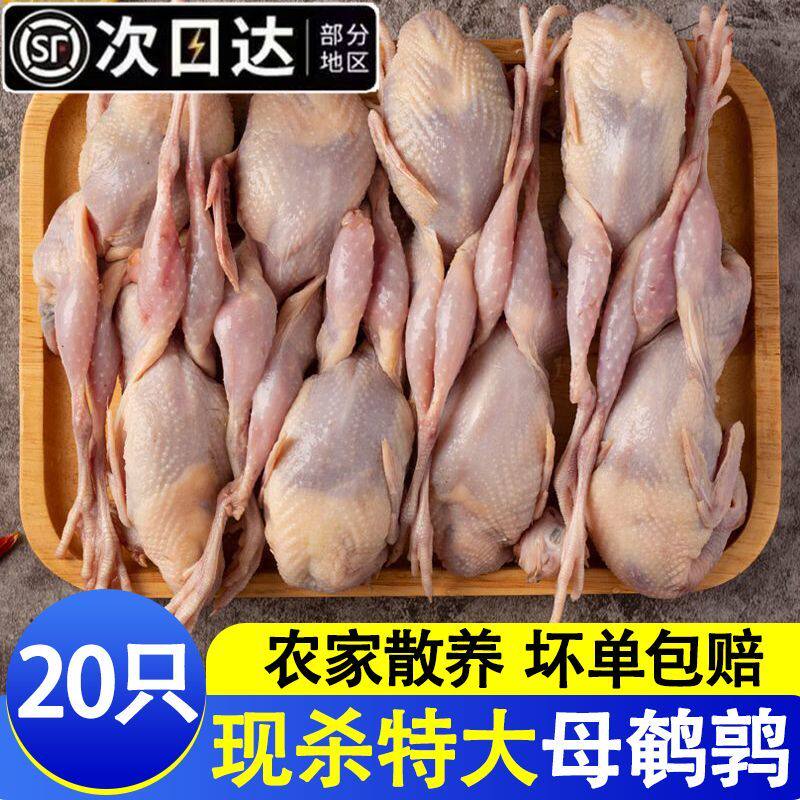 鹌鹑新鲜现杀特大40只母鹌鹑农家散养冷冻土鹌鹑烧烤整只速冻鹌鹑