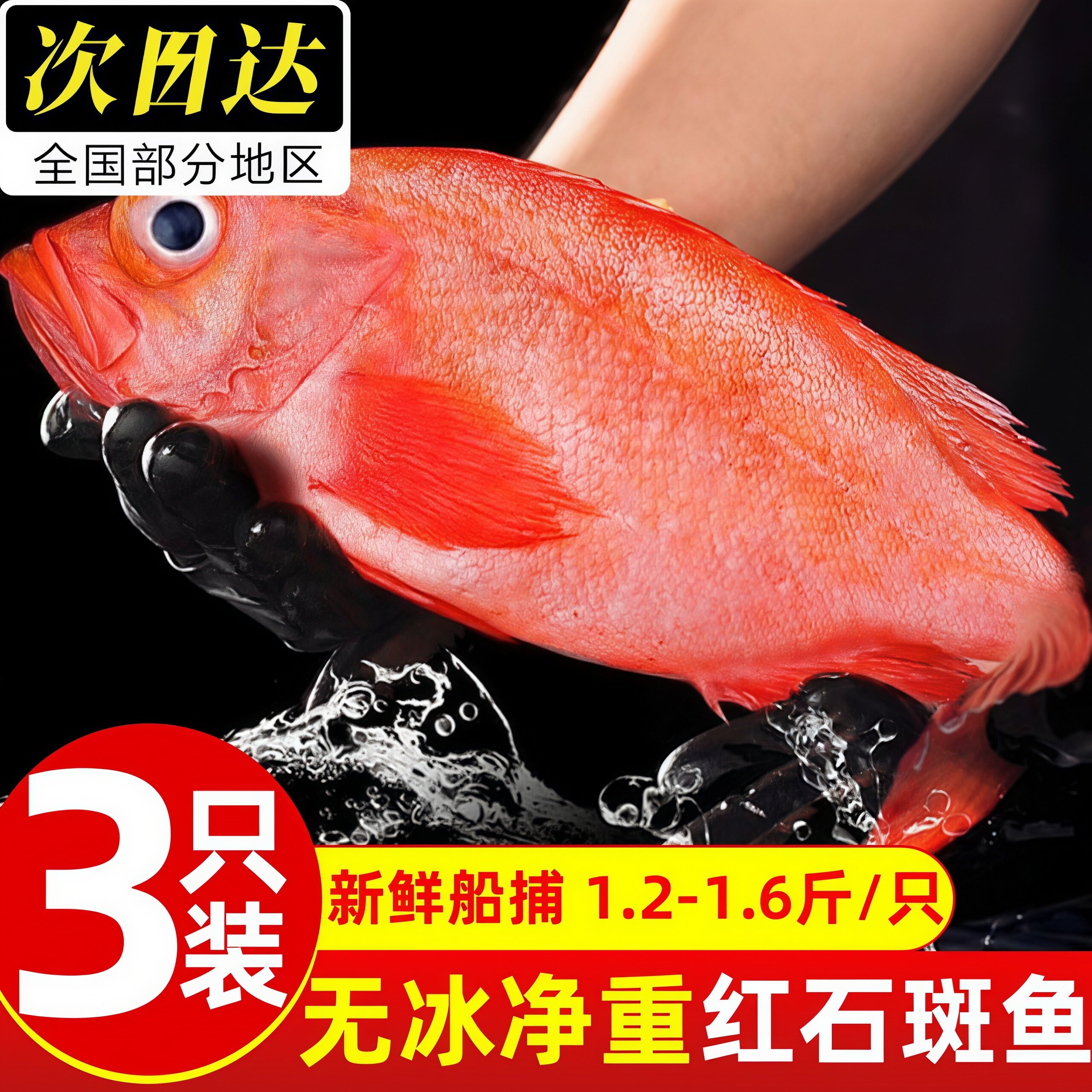 山东青岛深海红石斑鱼速冻批发