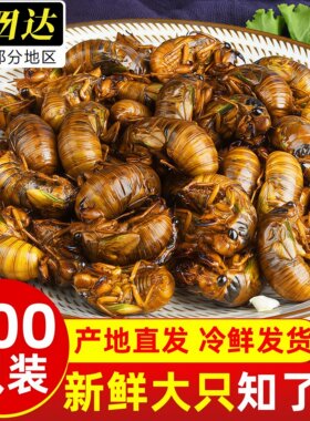 知了猴金蝉鲜活速冻商用