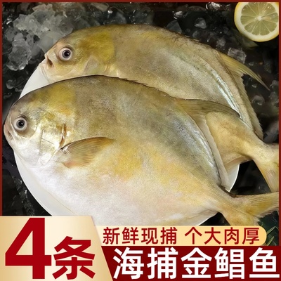 金鲳鱼新鲜现捕海鲜水产冷冻冰鲜