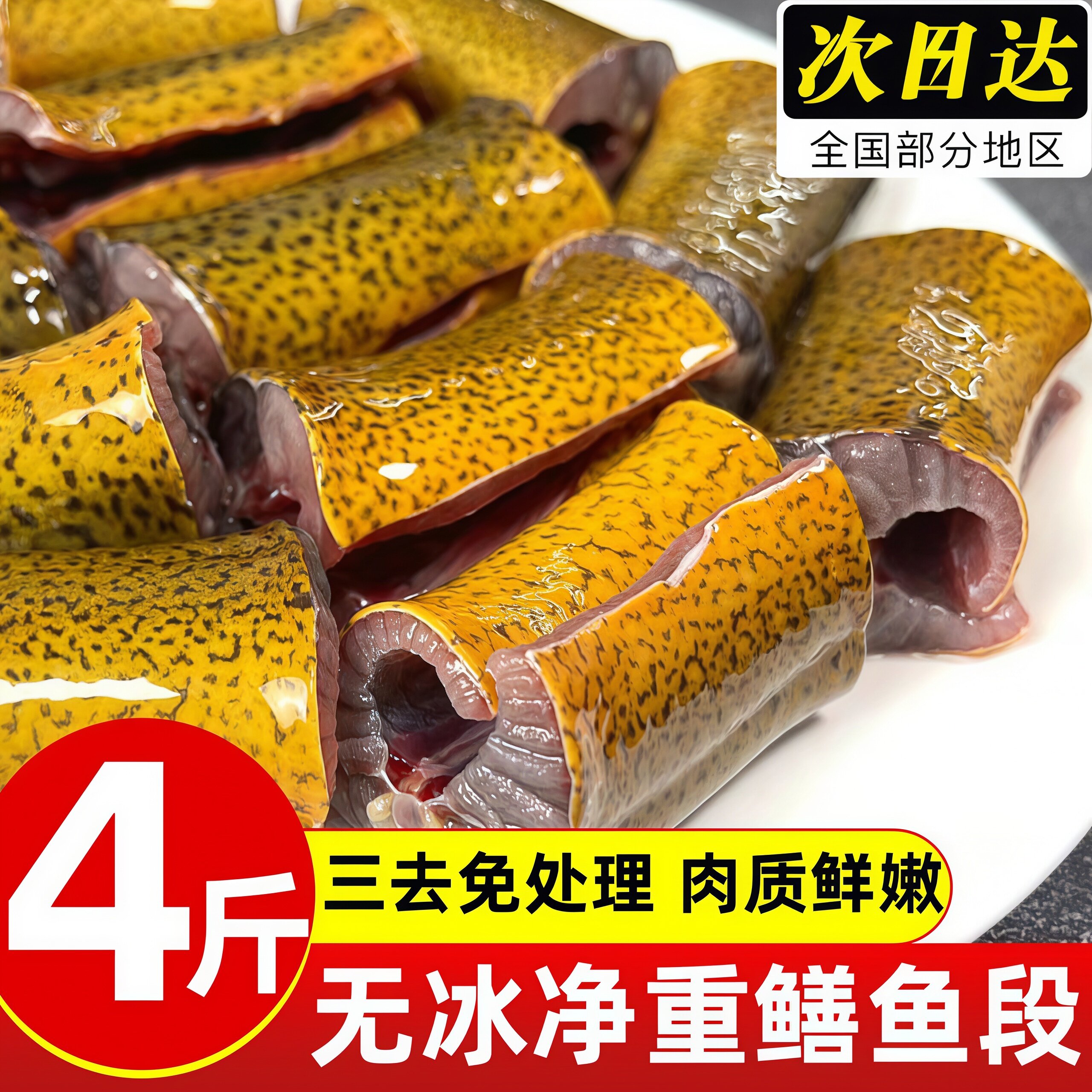 新鲜黄鳝段鲜活现杀去头内脏商用