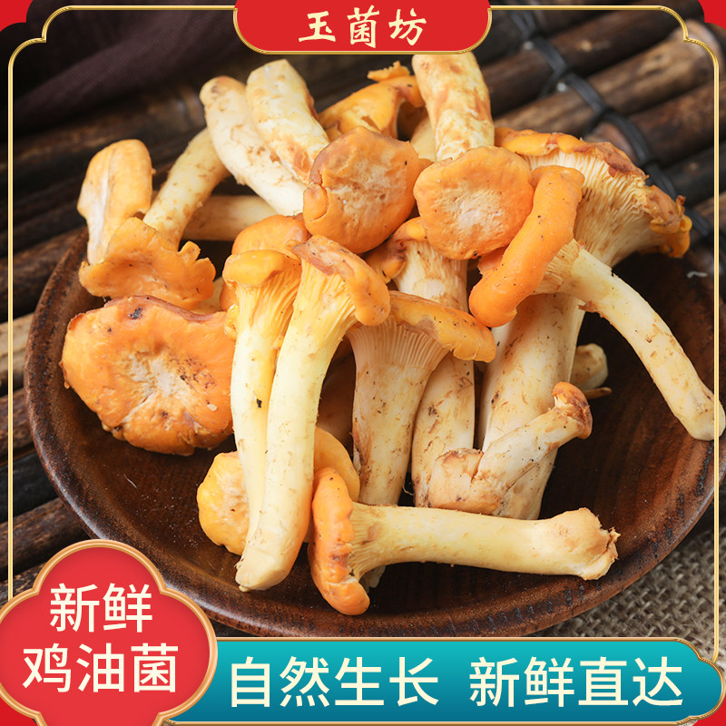 云南特产现货新鲜野生鸡油菌食用菌野生黄金蘑菇山珍蘑菇黄丝菌