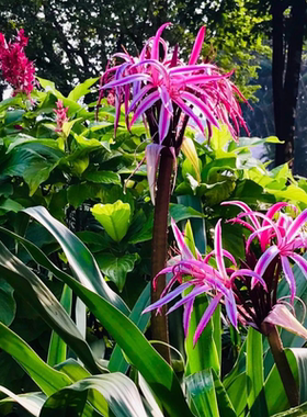 文殊兰红色花净化空气绿化室内小区公园绿色植物十八学士大型盆栽