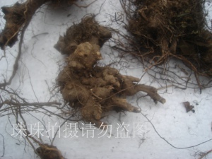 野生香茶菜根 溪黄草根 铁菱角 铁棱角 铁钉角 整个新鲜500克