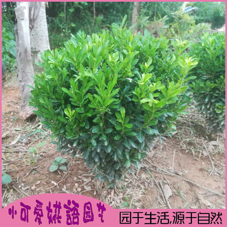 瓜子黄杨球形盆景园林绿化
