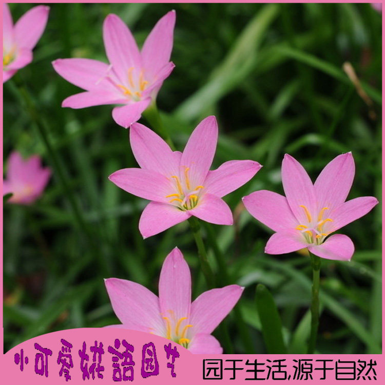 韭兰苗韭兰带花重瓣风雨兰花苗四季开花红花葱兰苗别墅庭院绿化树