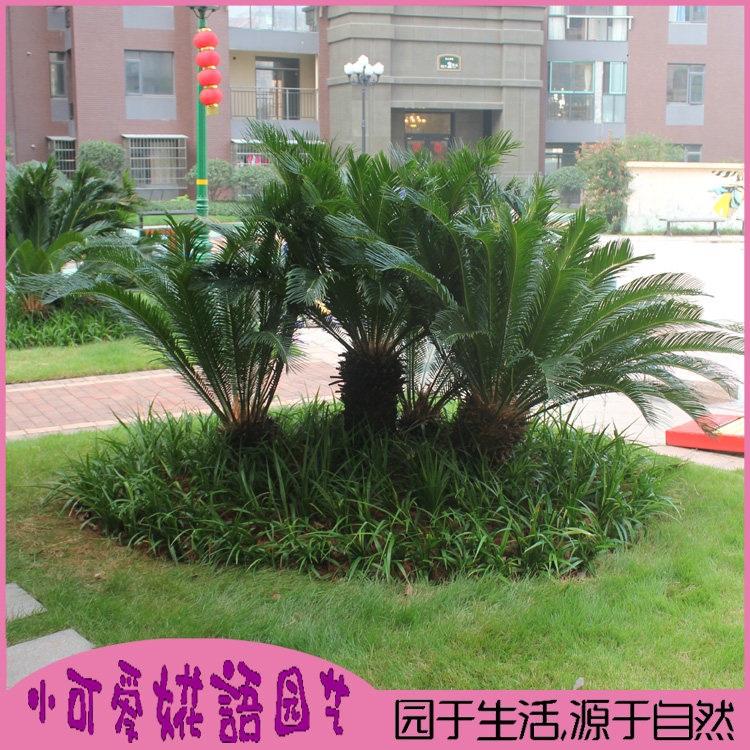 苏铁树苗盆栽铁树树苗植物室外大型别墅园林耐寒绿化树四季常青