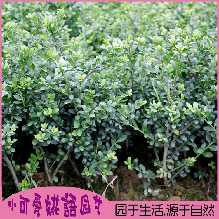 别墅绿化树苗木庭院园林耐寒植